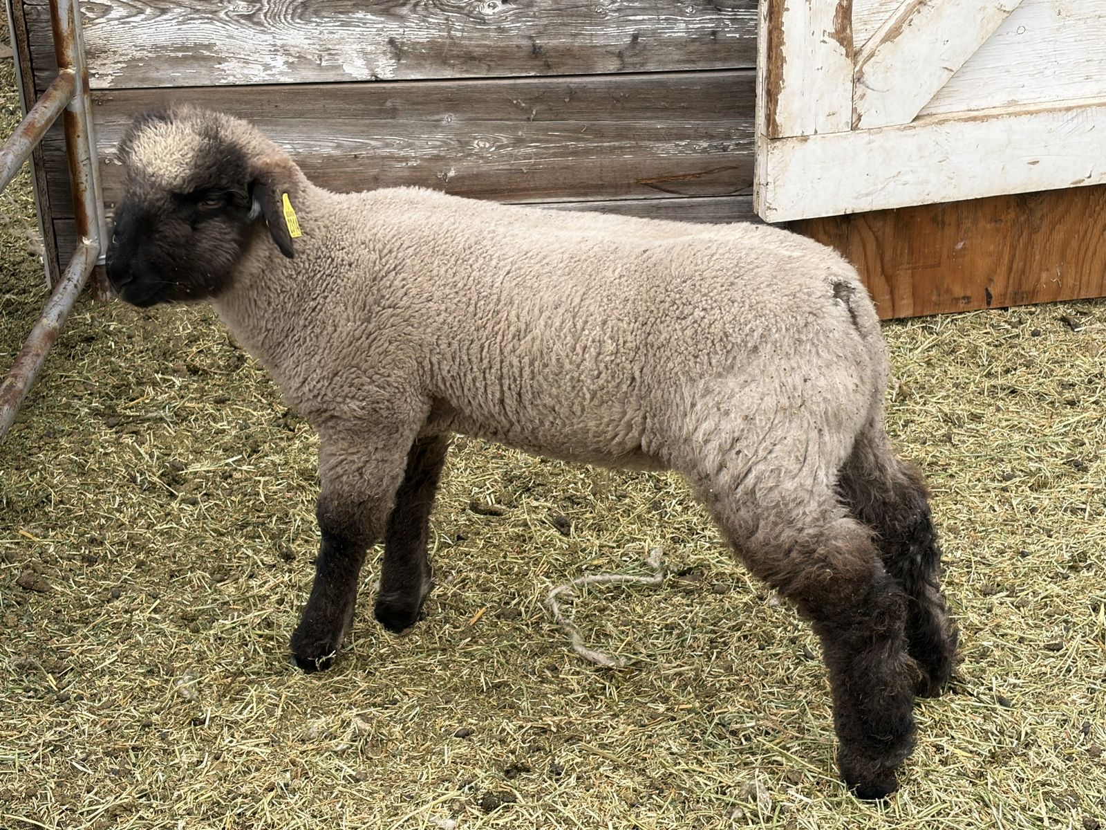 4H Club Lambs