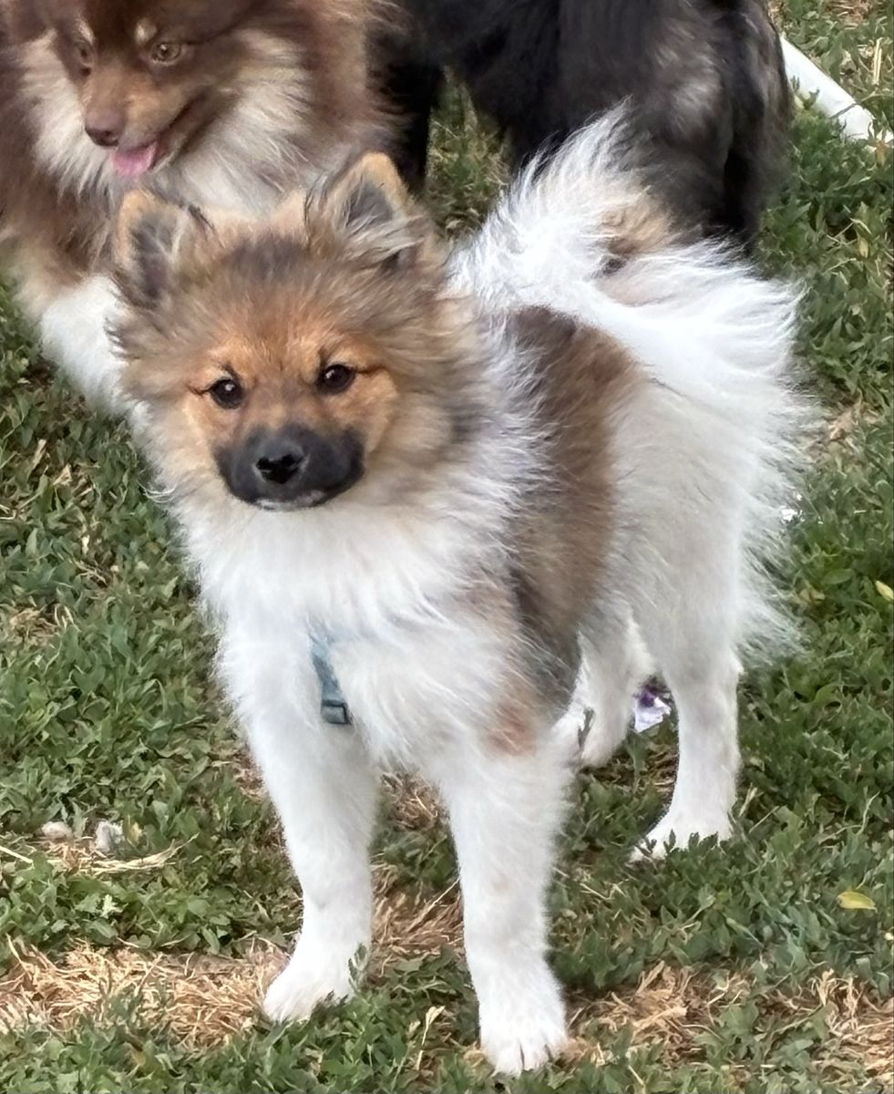 3 month Pomeranian male