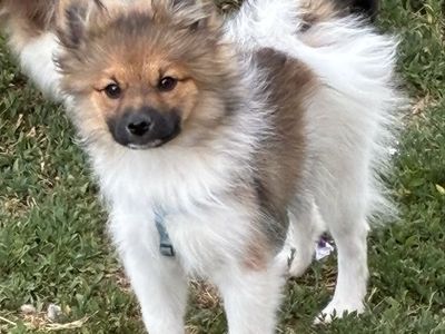 3 month Pomeranian male