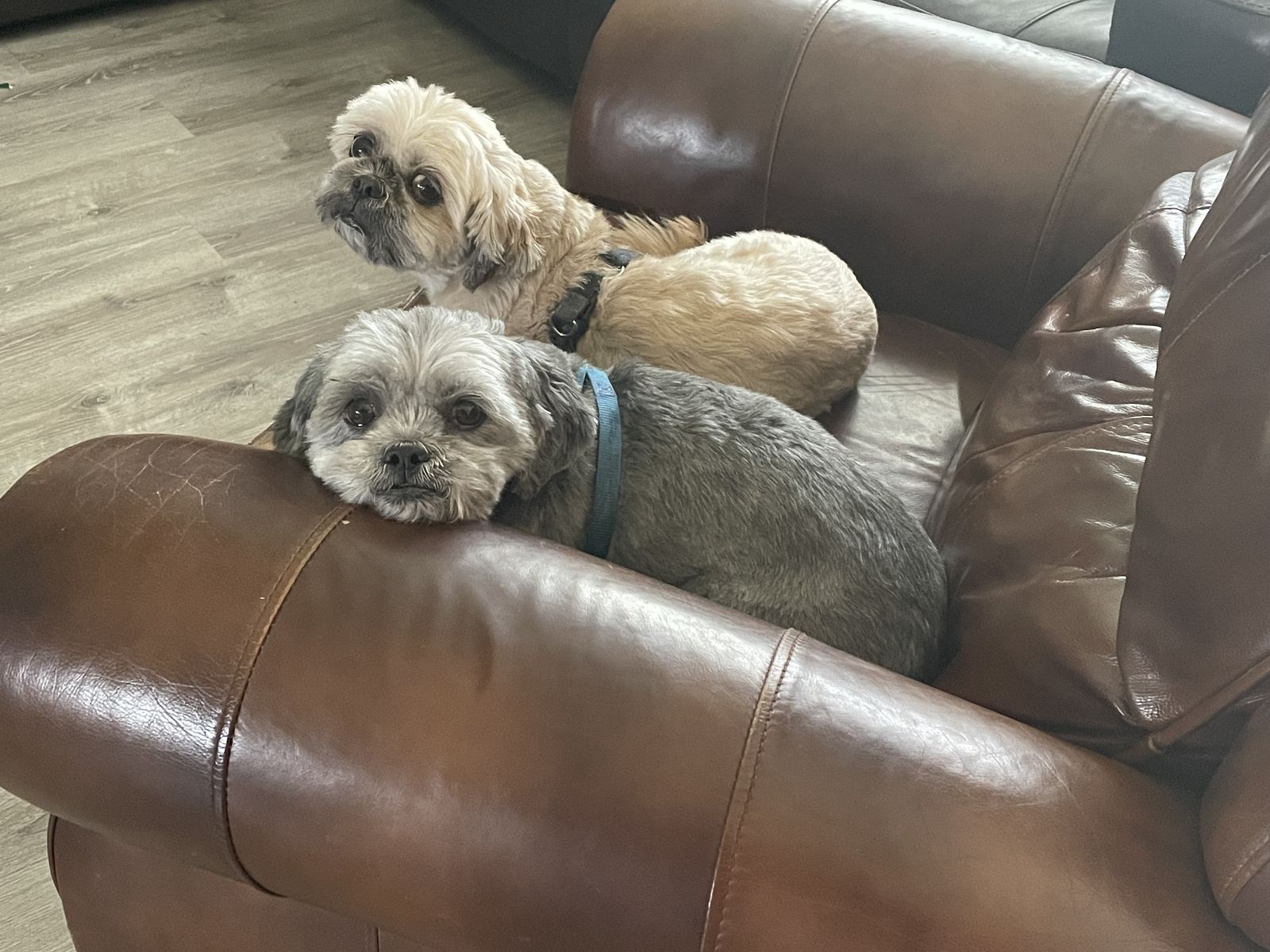 Ewok and Chewie   Shih Tzu and Shih Tzu mix