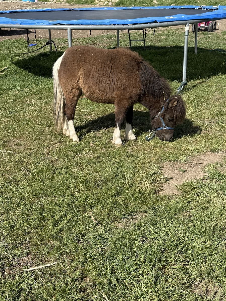 Miniature Horse-Colt