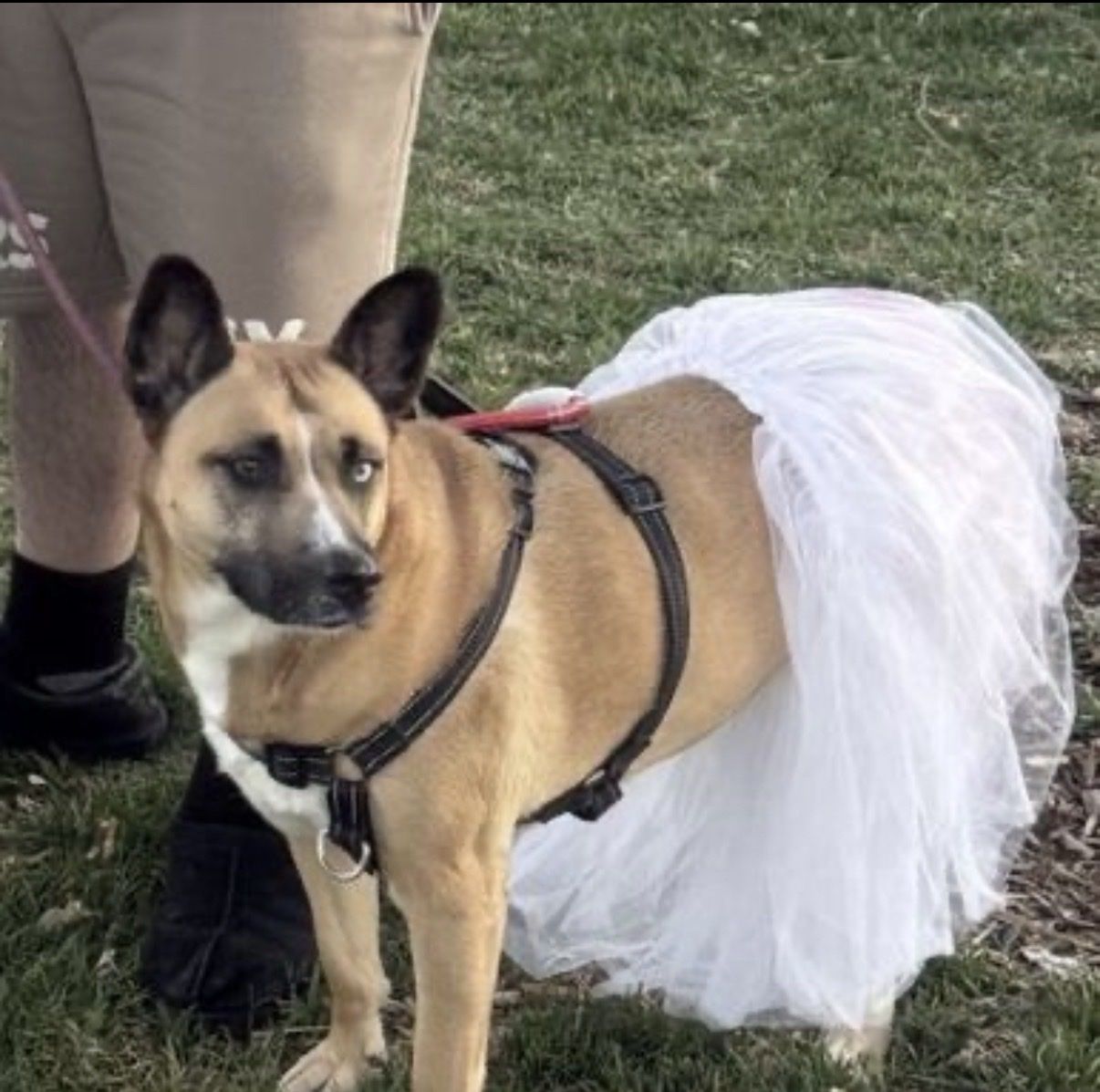 SWEET IVI IS LOOKING FOR HER NEXT FOREVER HOME