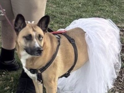 SWEET IVI IS LOOKING FOR HER NEXT FOREVER HOME