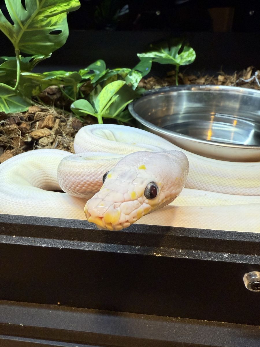 dwarf cow reticulated python