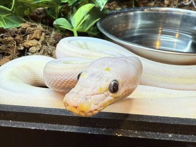 dwarf cow reticulated python