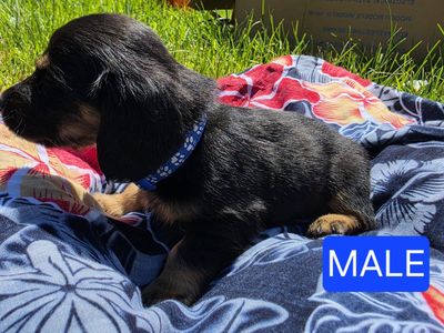 Dachshund Puppies