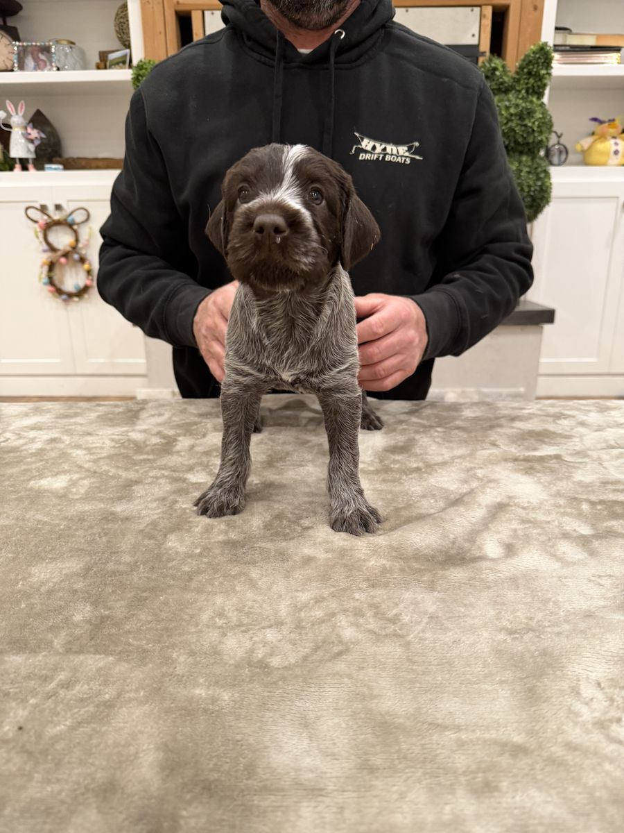Wirehaired Pointing Griffon Puppies