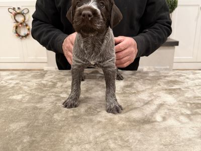 Wirehaired Pointing Griffon Puppies