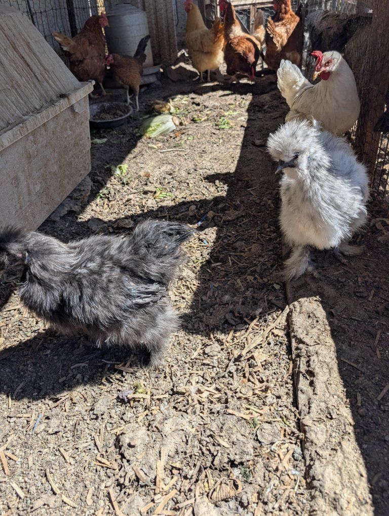 Very prolific young laying chickens