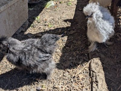 Very prolific young laying chickens