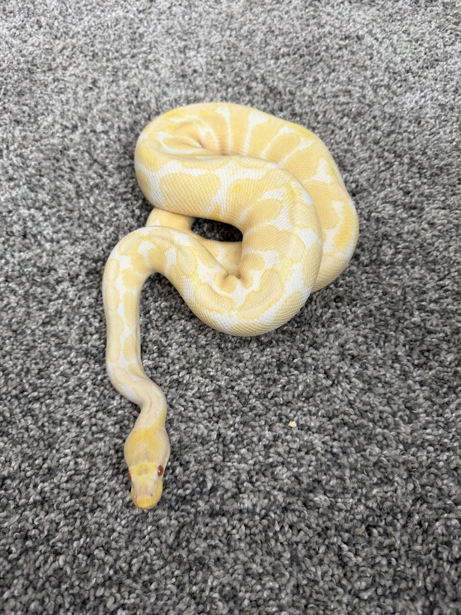 Female Juvenile Albino Ball Python