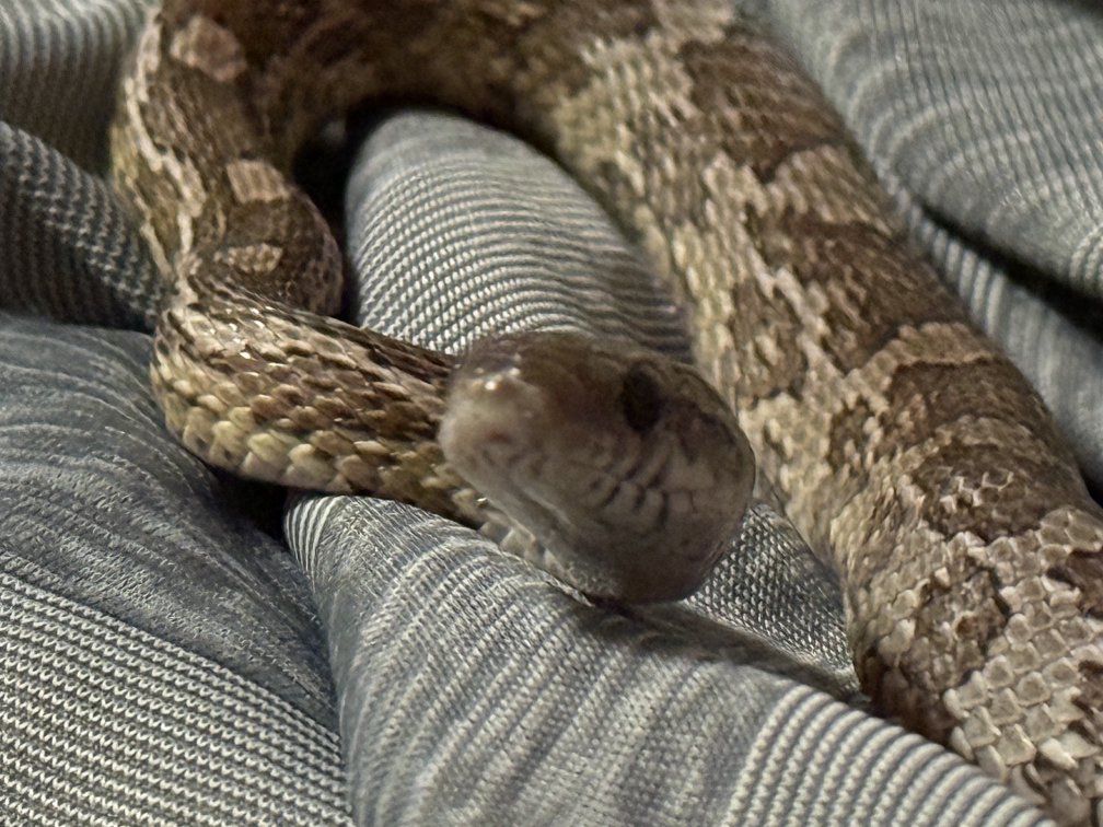 Young Corn Snake