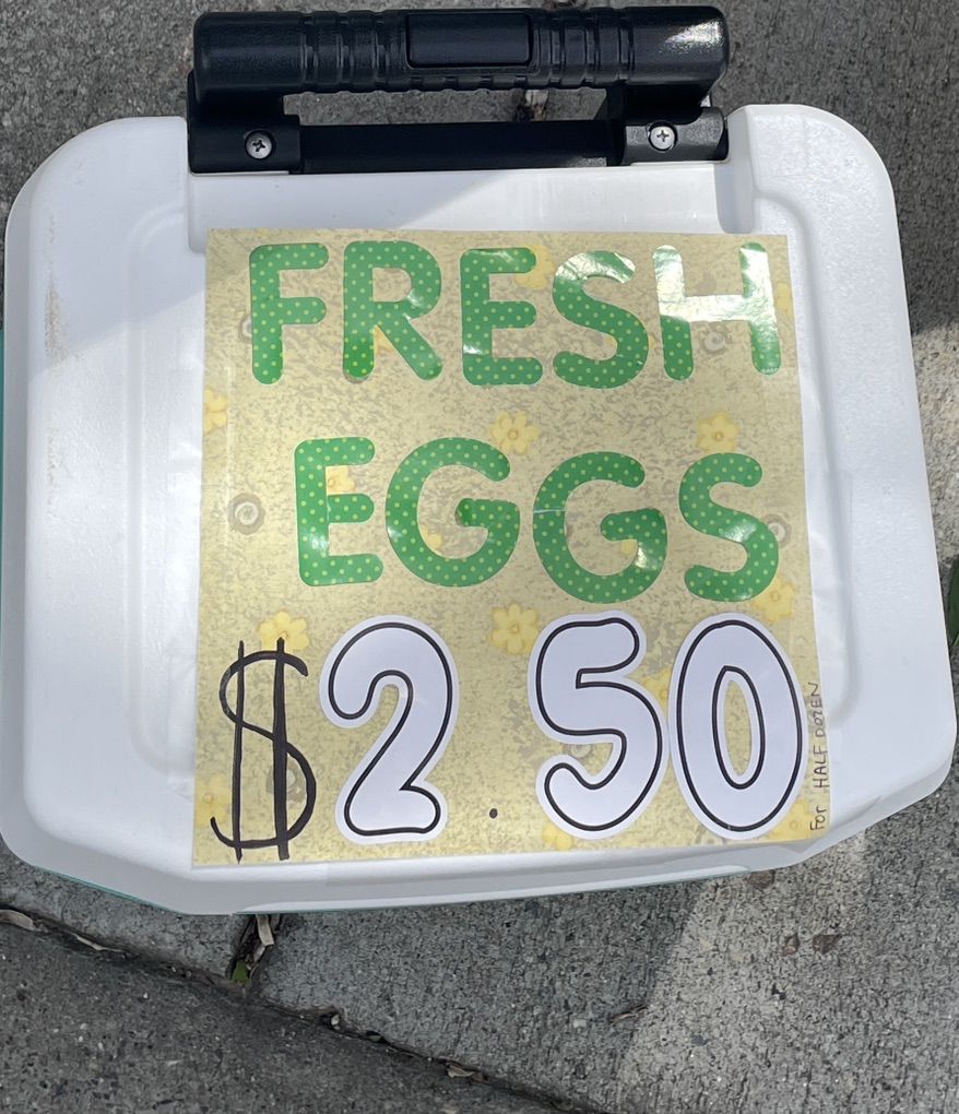 FRESH EGGS!!