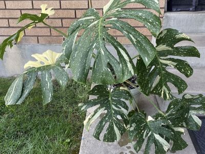 Monstera Thai Con