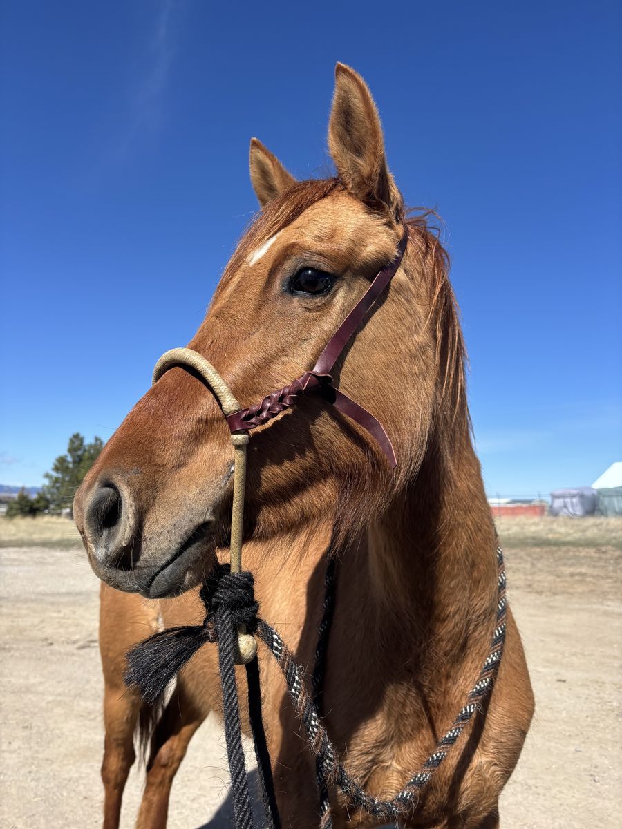 3 year old red run mare