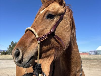 3 year old red run mare