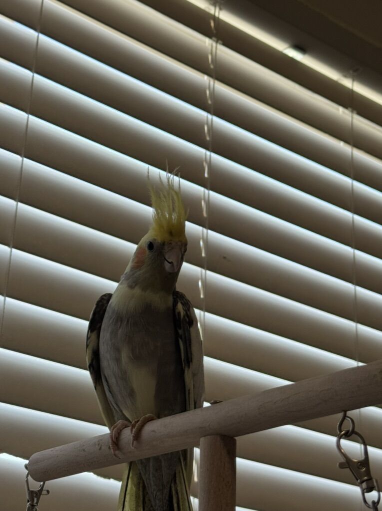 Female Cockatiel