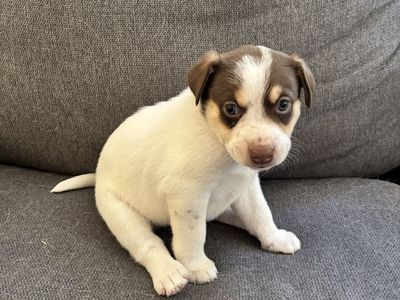 Australian shepherd/blue Heeler puppies