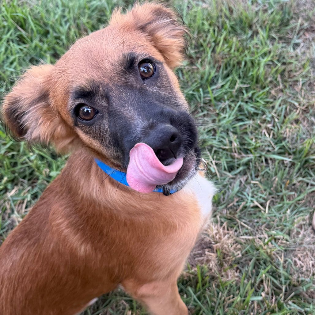 Hello my name is Archie