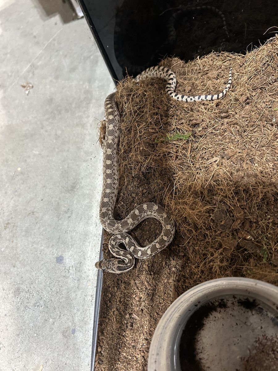 Young gopher snake