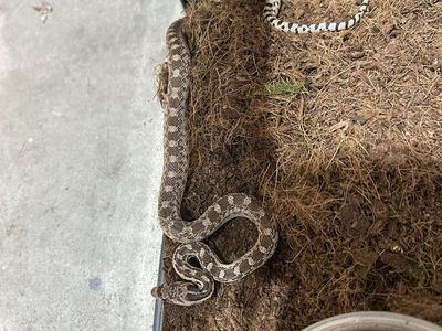Young gopher snake