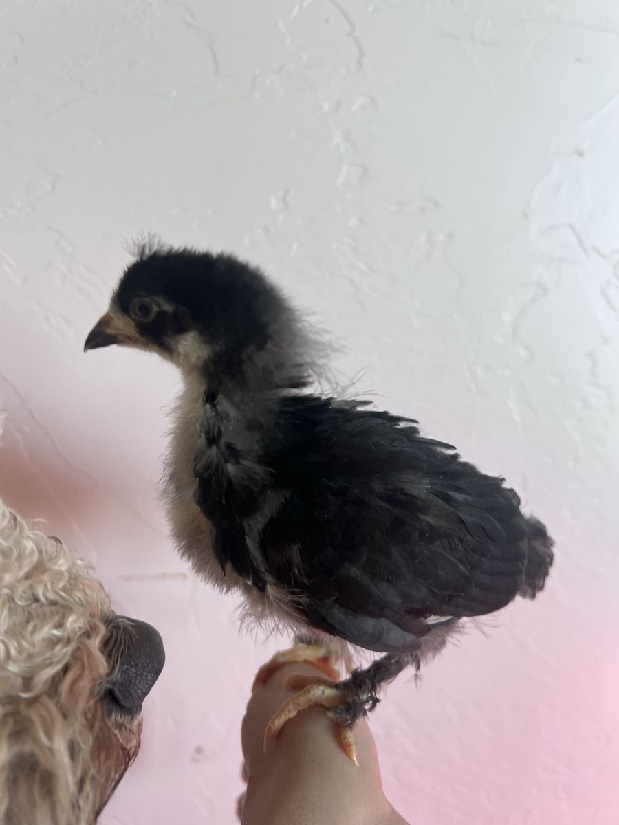 Silkie Mini Bantam Chicks
