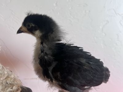 Silkie Mini Bantam Chicks