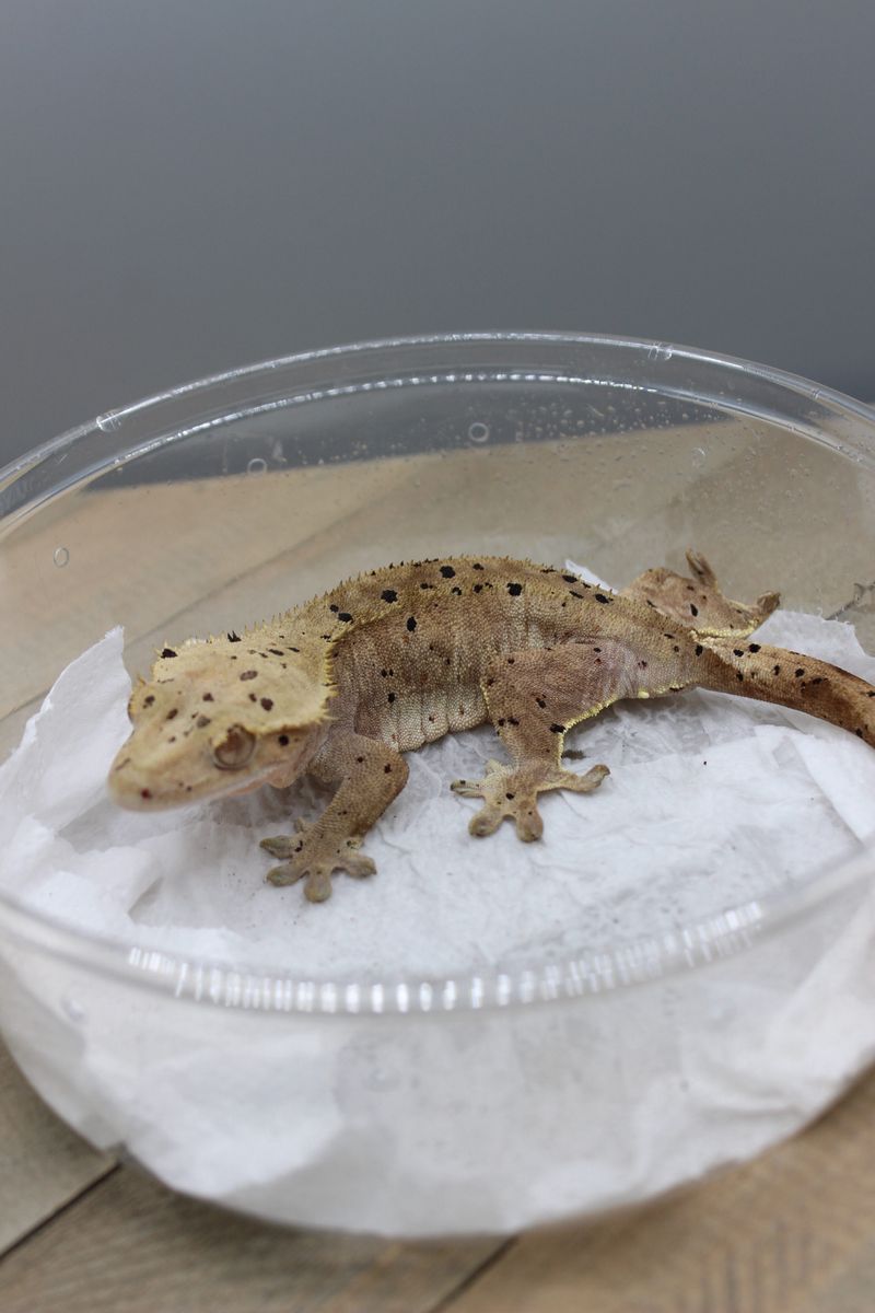 Laying eggs crested gecko