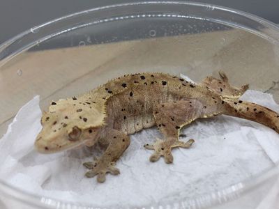 Laying eggs crested gecko