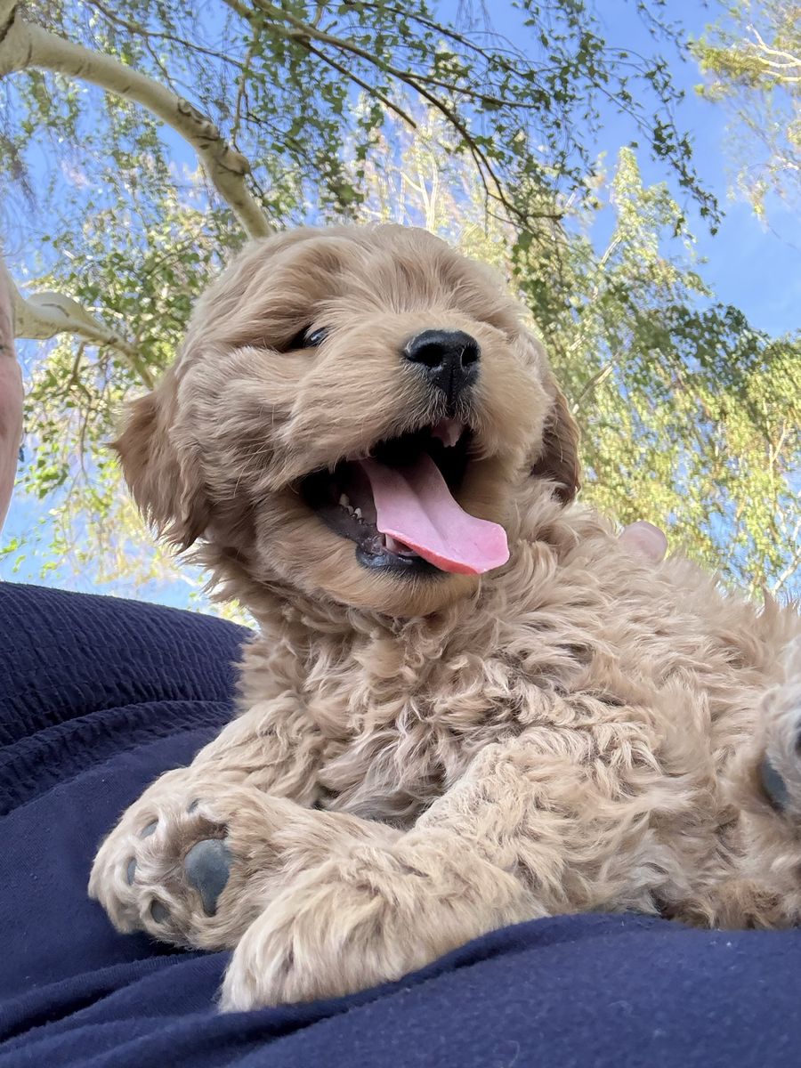 Mini Goldendoodle puppy *SALE
