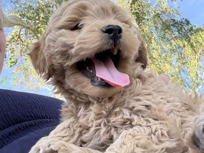 Mini Goldendoodle puppy *SALE