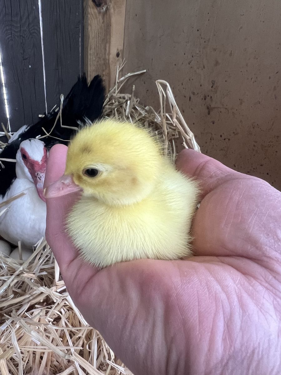 Muscovy ducklings