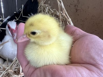 Muscovy ducklings
