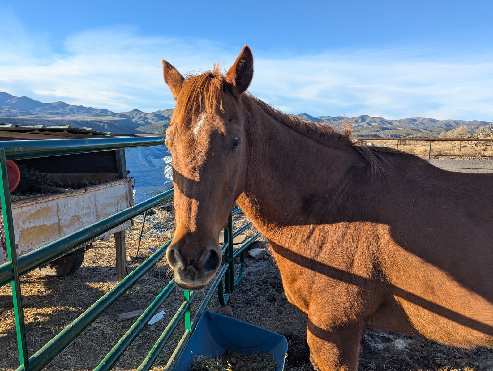 Sweet Easy Keeper looking for the Right Home