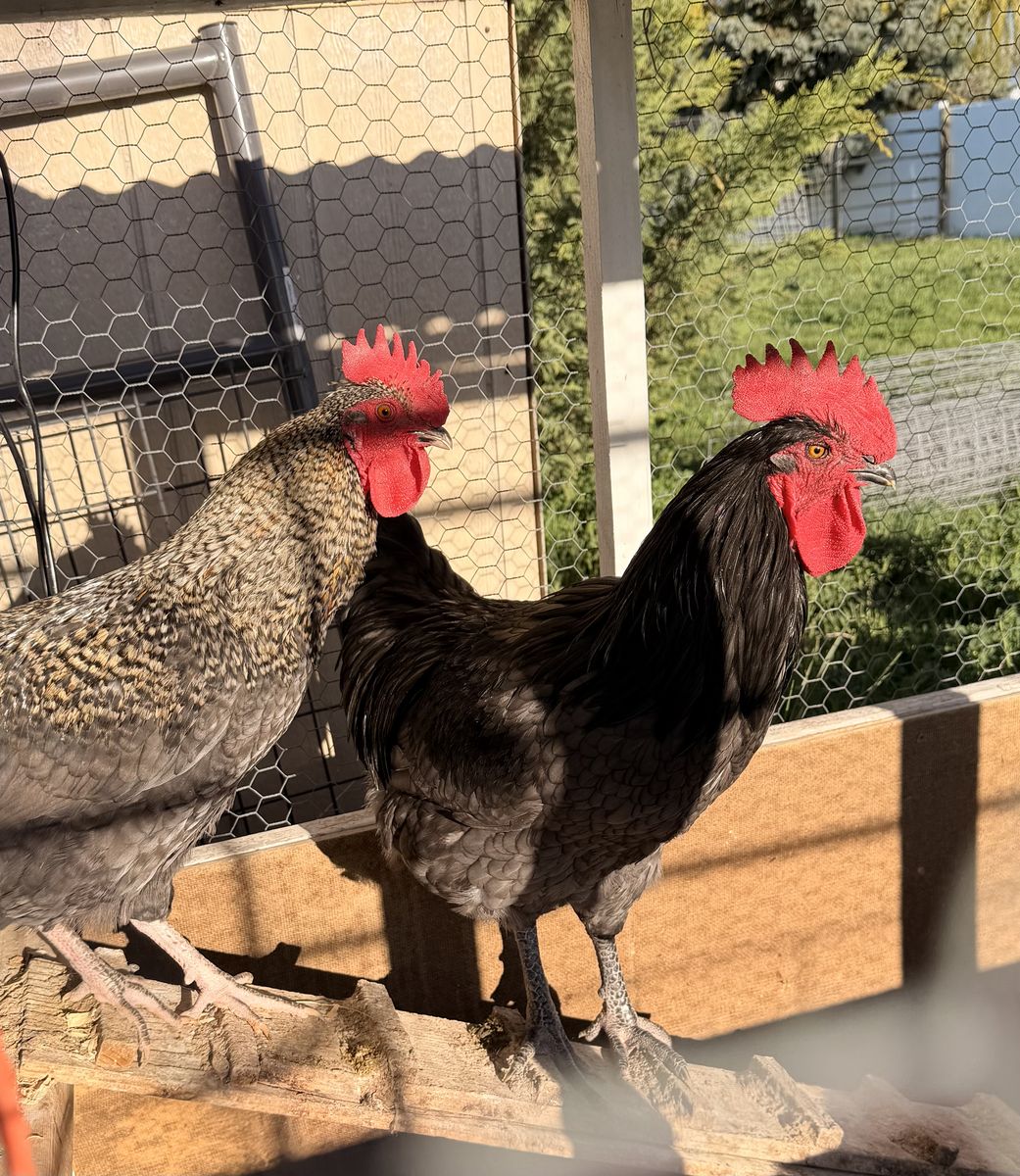 PENDING    ***ROOSTERS***