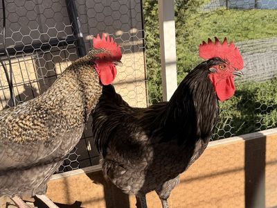 PENDING ***ROOSTERS***