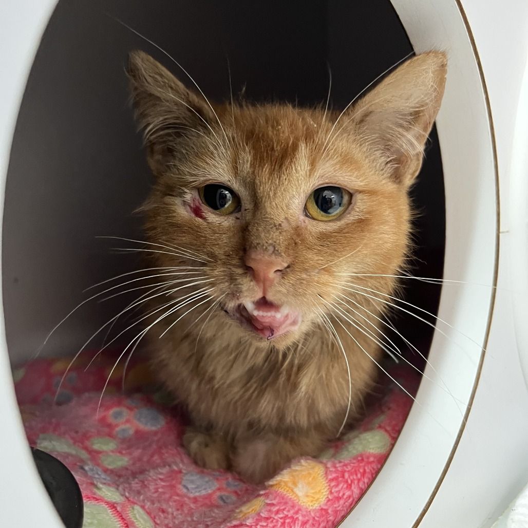 Hello my name is Ferris