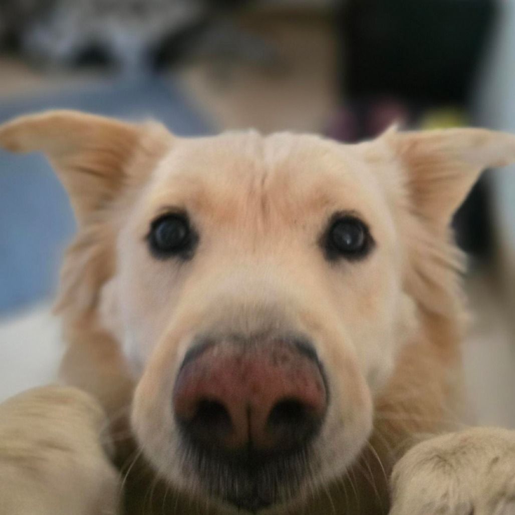 Hello my name is Blondie