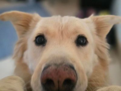 Hello my name is Blondie