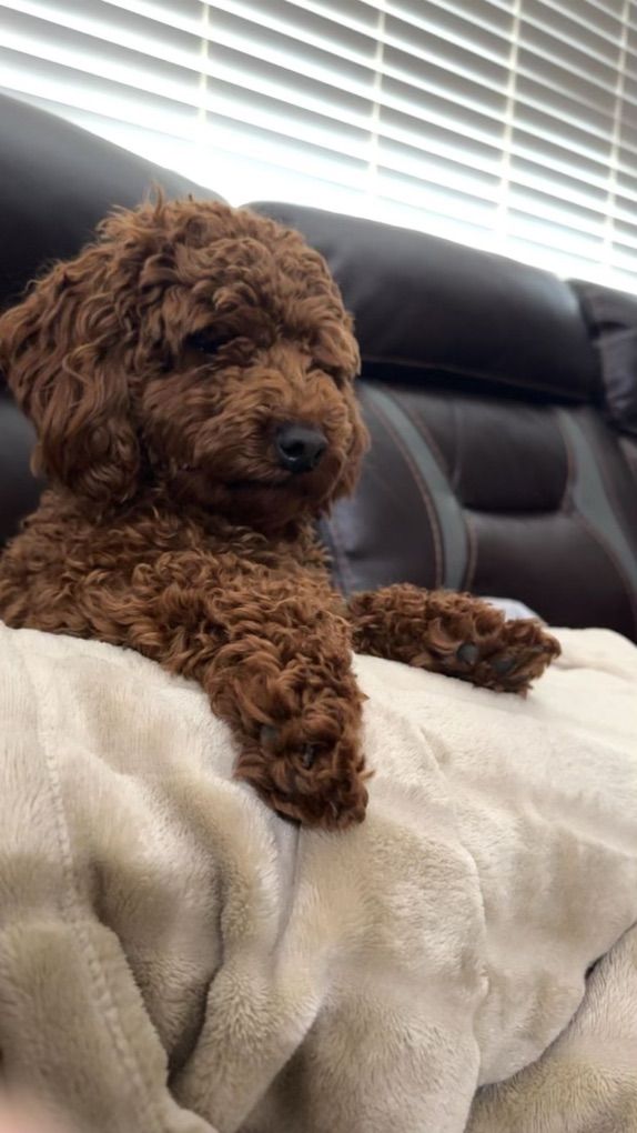 AKC Mini Poodlle Stud