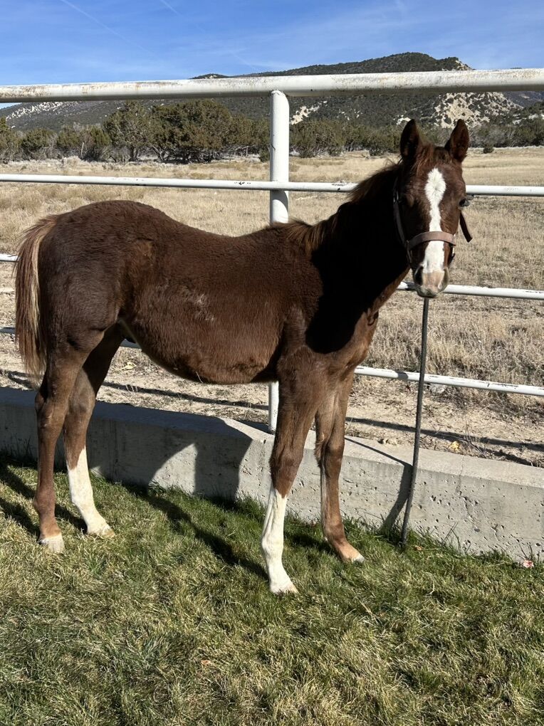 Weaning Stud Colt