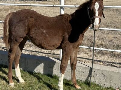 Weaning Stud Colt