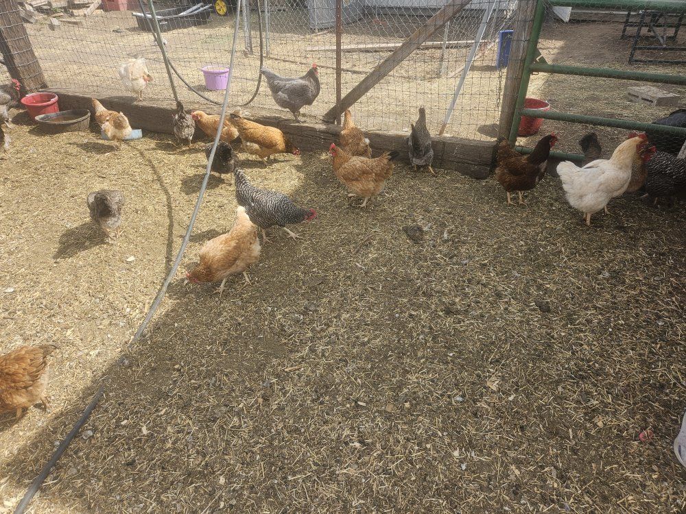 barnyard chickens 1 year old