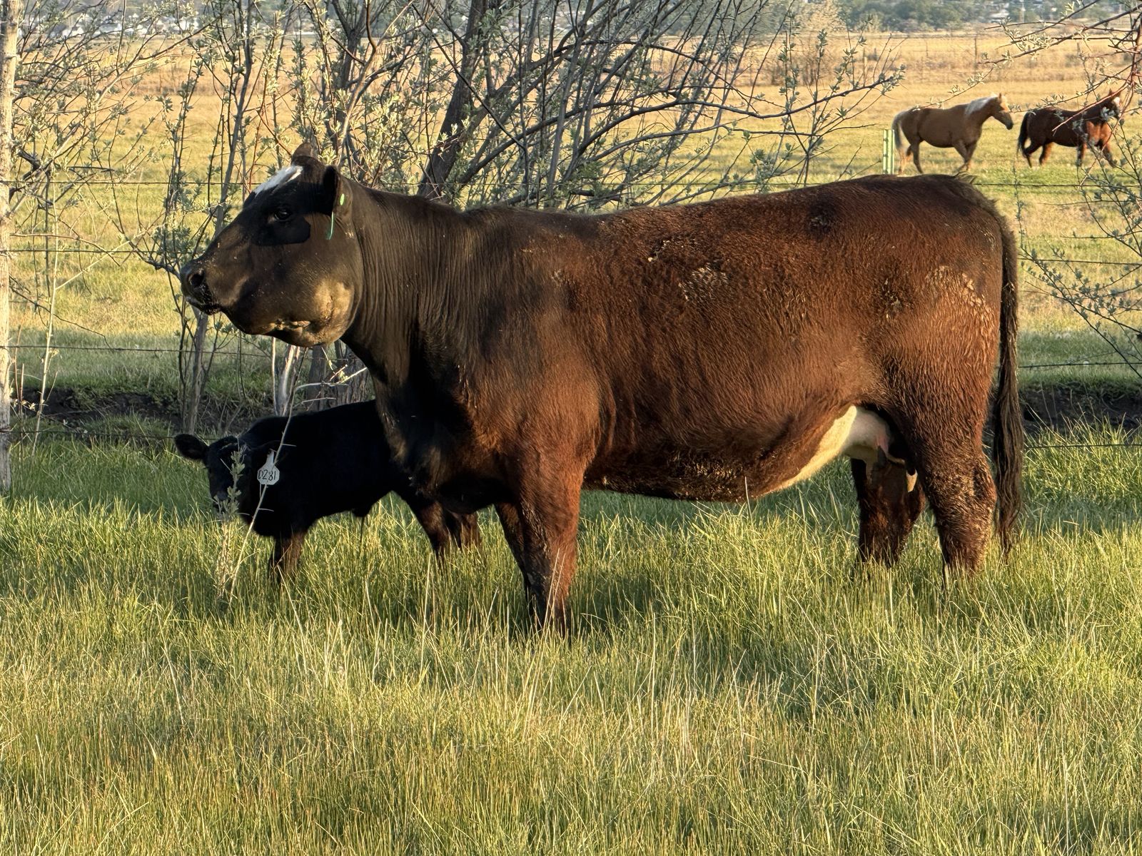 4 year old cow with heifer calf