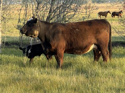 4 year old cow with heifer calf