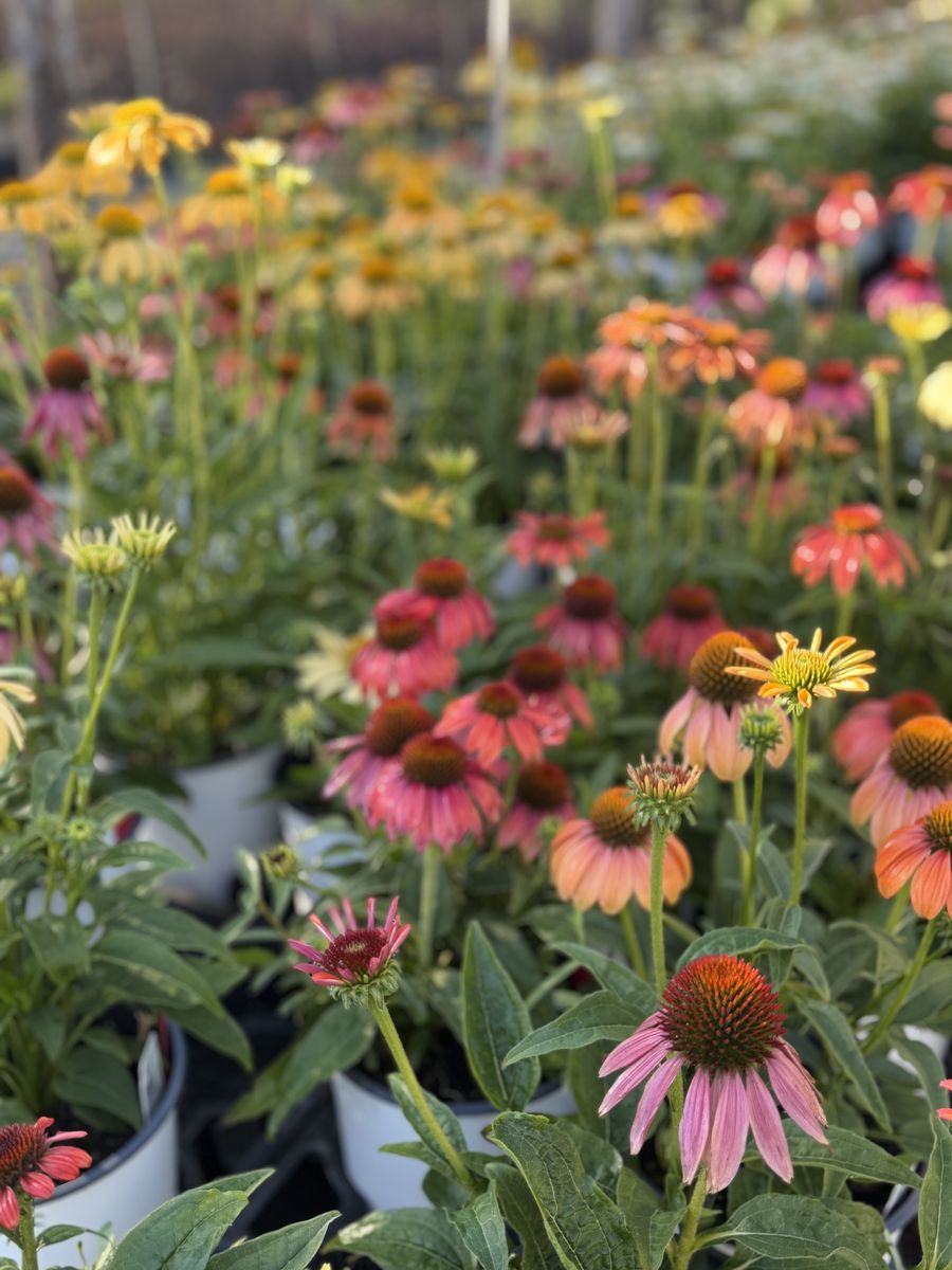 $5.00 1 gallon perennials 