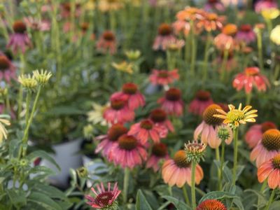 $5.00 1 gallon perennials
