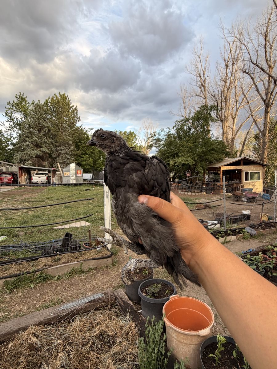 Ayam cemani cockerels