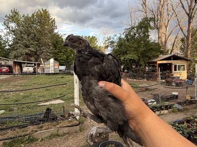 Ayam cemani cockerels