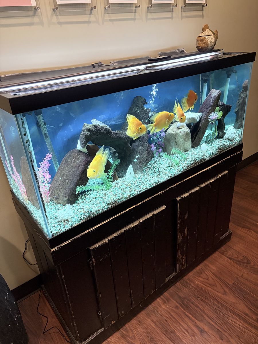 Large Aquarium Fish Tank with Wood Stand, Lights, Heater, Gravel, Decor & 5 Parrot Cichlids